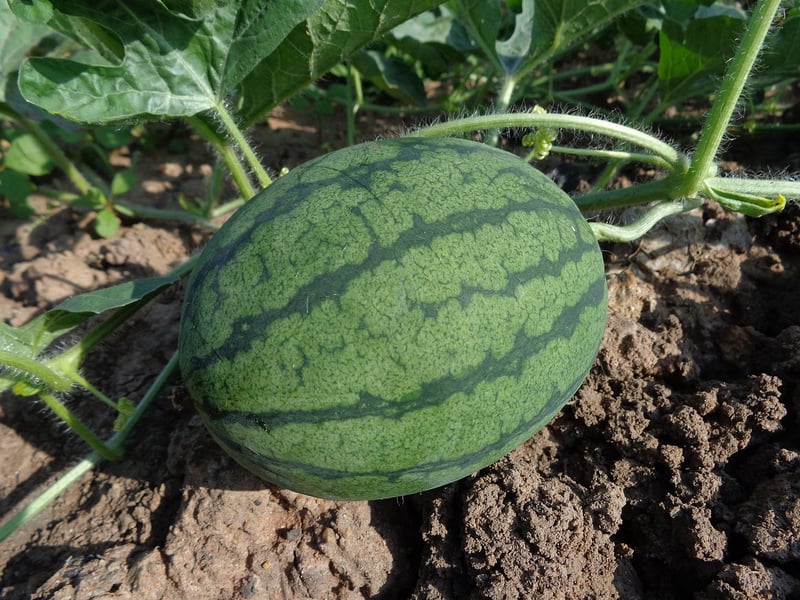 Summer planting