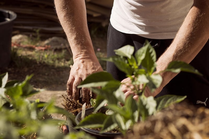 Spring planting