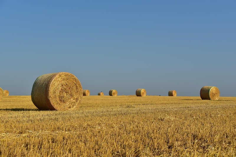 Summer harvesting