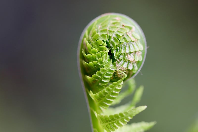 Watering a plant